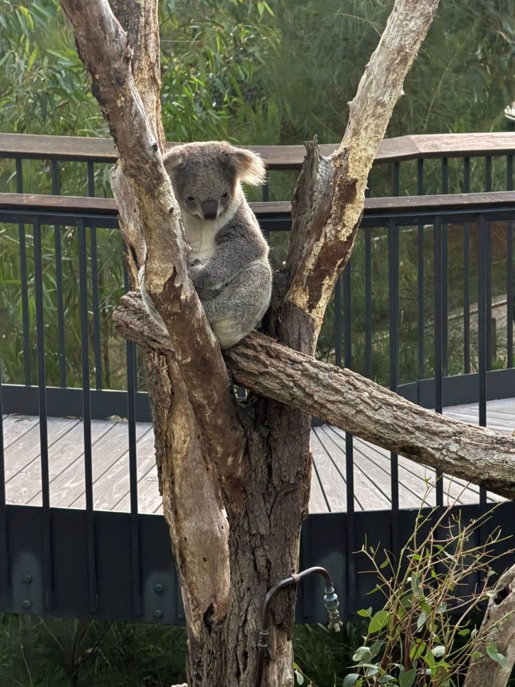 Koala at Taronga Zoo