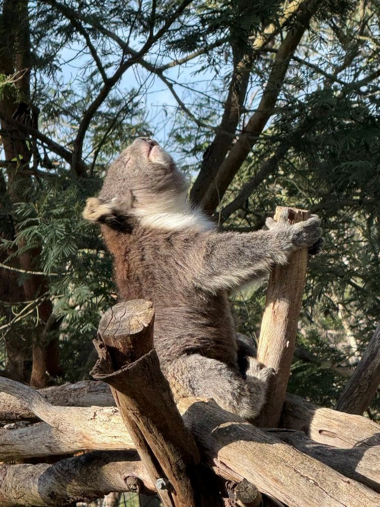 Koala Conservation Reserve