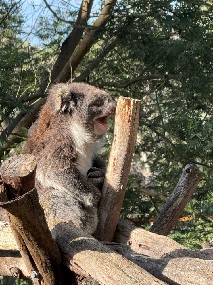 Koala Conservation Reserve