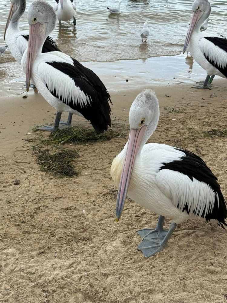 San Remo pelican feeding